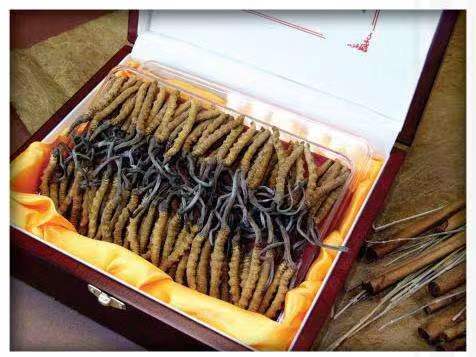 通什镇冬虫夏草回收